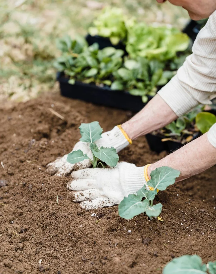Greenfield crew planting fresh seedlings by hand in a garden bed