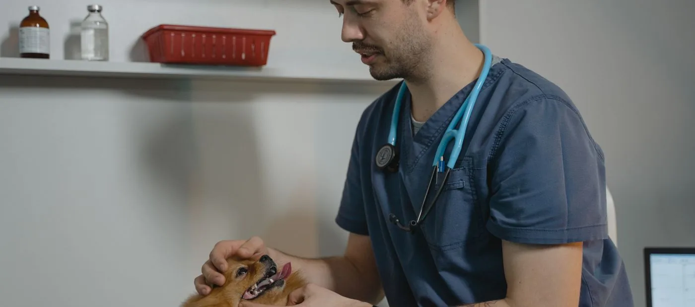 Harborside Animal Clinic โ a veterinarian gently examining a small dog during a wellness visit
