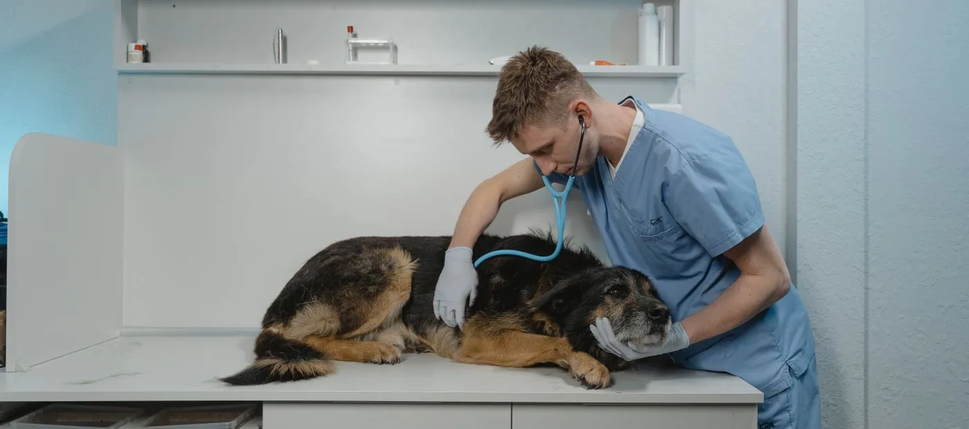 Northgate Animal Hospital — a veterinarian carefully examining a dog with a stethoscope on the exam table