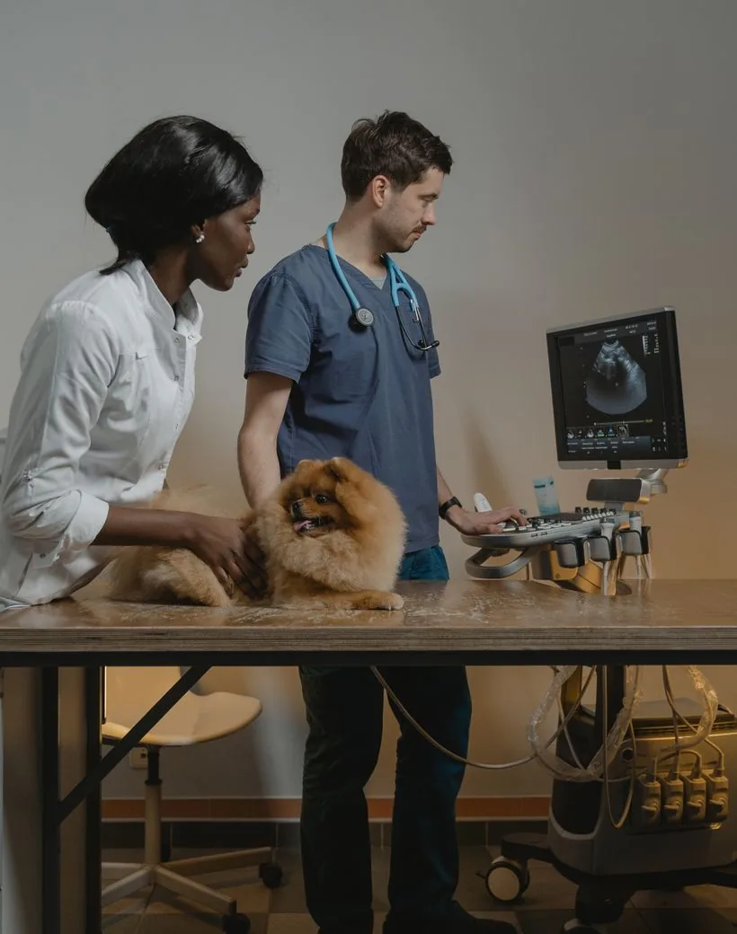 Northgate Animal Hospital — clinicians reviewing diagnostic imaging together during a specialty work-up