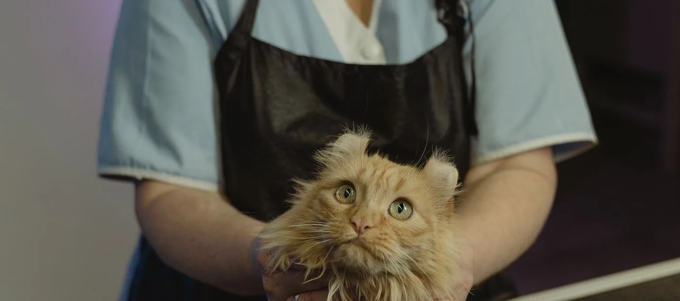Willow & Paw — a calm cat held gently during a low-stress, fear-free visit