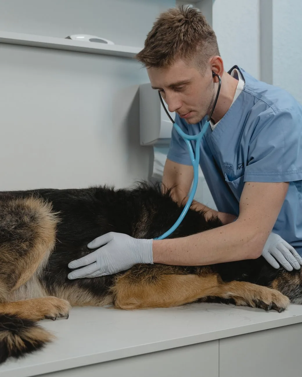 Willow & Paw — a relaxed dog resting calmly during a gentle, unhurried exam